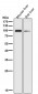 Anti-ADAM17/Tace Rabbit Monoclonal Antibody